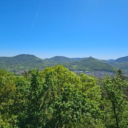 Pfälzerwald im Sommer