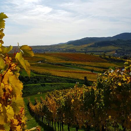 Weinberge im Herbst