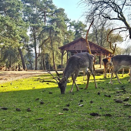 Rotwild im Wild und Wanderpark Silz