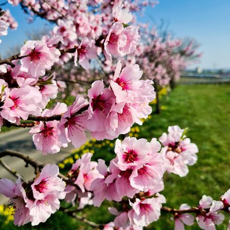 Mandeblüten an der Südlichen Weinstraße